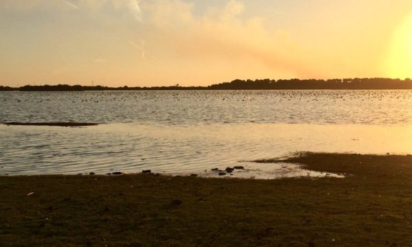 Patos y flamencos, Dehesa de Abajo