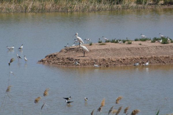 Aves acuáticas, Frutos de WorkingWithNature del Puerto de Sevilla