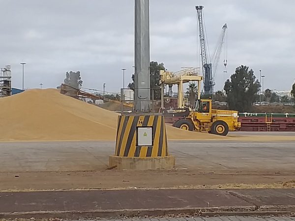 Iniciada la campaña de exportación de trigo duro.