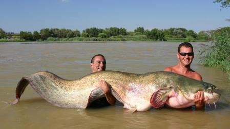 siluro, 100 kilos, la Vanguardia